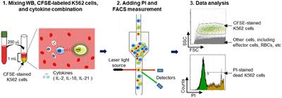 A Flow Cytometry-Based Whole Blood Natural Killer Cell Cytotoxicity Assay Using Overnight Cytokine Activation